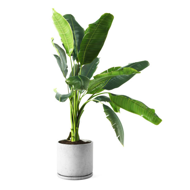 istock Decorative banana plant in concrete vase isolated on white background 1380361377