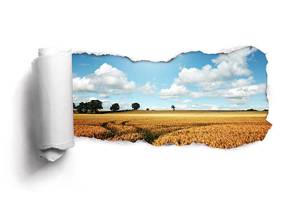 Torn paper over a summer wheat field landscape Tearing a paper frame hole to reveal wheat field landscape rolled up photos stock pictures, royalty-free photos & images