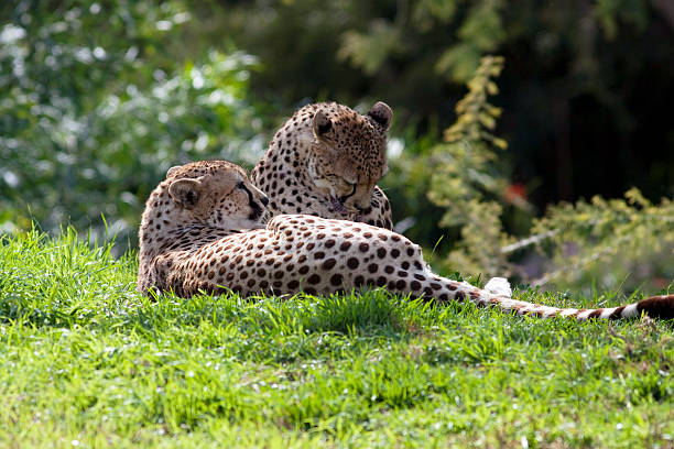 Two leopards stock photo