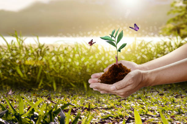 istock Human hand holding young plant with soil on nature background, environment concept 1380369070