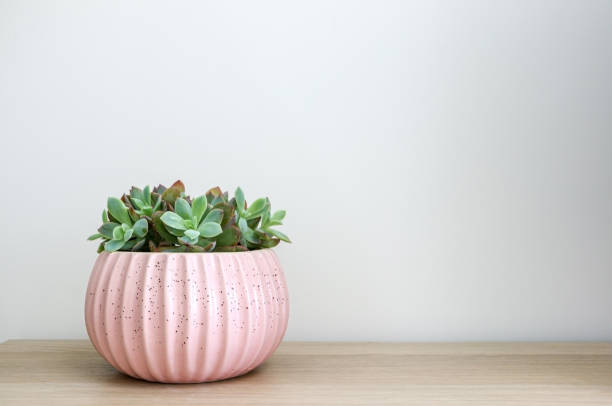 istock Succulent Jade Plant (Echeveria pulidonis) in a pink pot on a wooden table 1380374595