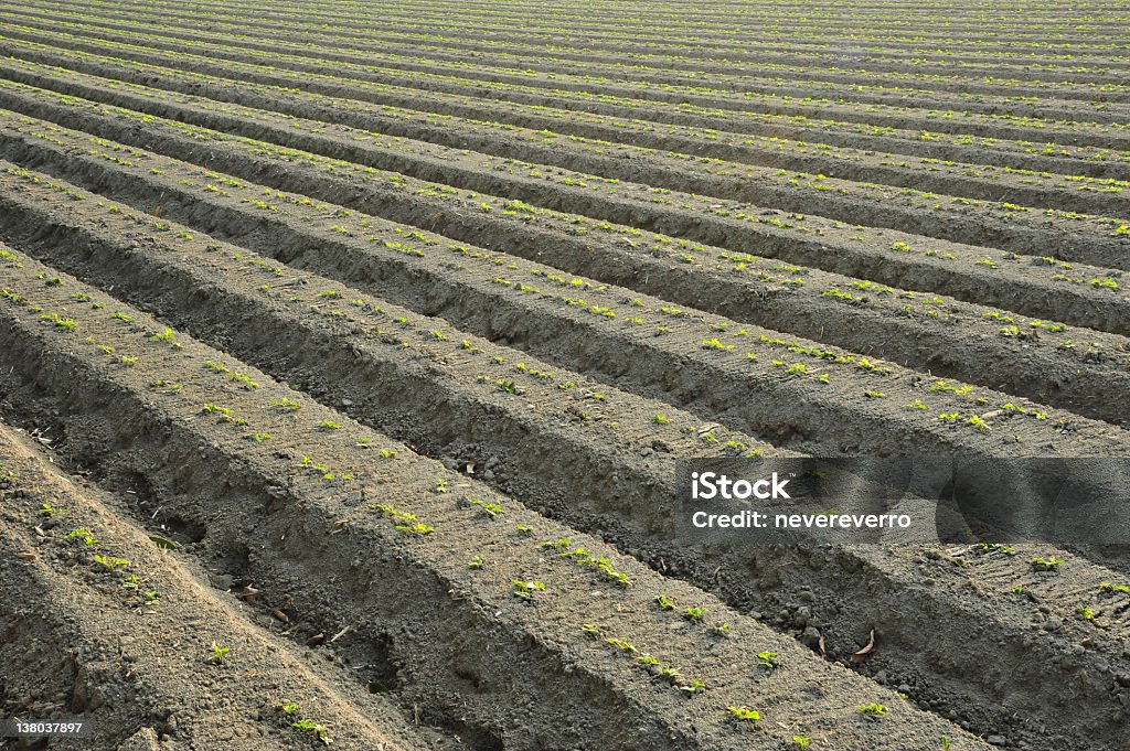 Frische Erdnuss Farm - Lizenzfrei Erdnuss Stock-Foto