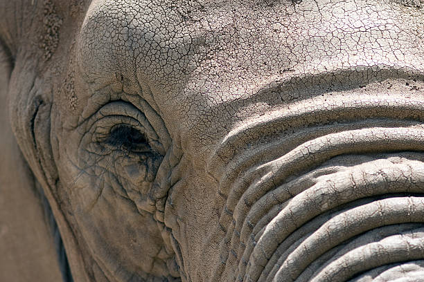 Elephant face stock photo