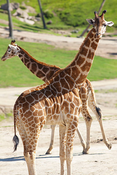 Two Giraffes stock photo