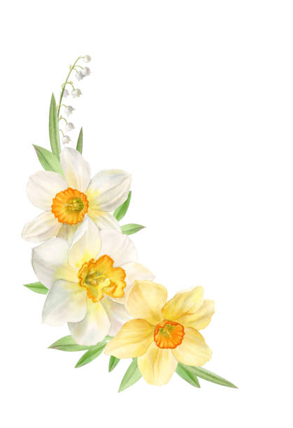 ilustraciones, imágenes clip art, dibujos animados e iconos de stock de decoración floral con narcisos amarillos y blancos, ilustración en acuarela - daffodil