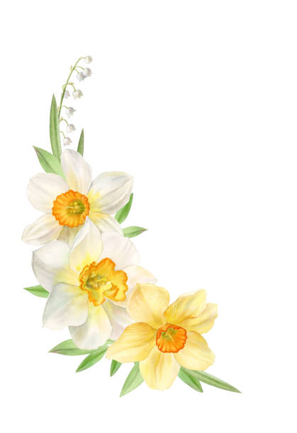 illustrations, cliparts, dessins animés et icônes de décor floral avec jonquilles jaunes et blanches, illustration à l’aquarelle - daffodil