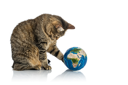Funny tabby cat taking care of our planet.\nVisual references from NASA (https://visibleearth.nasa.gov/images/74117/august-blue-marble-next-generation).
