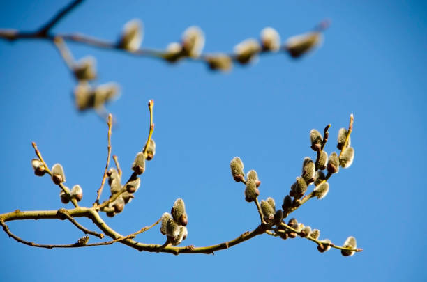 istock A branch of a budding willow against the blue sky 1380391714