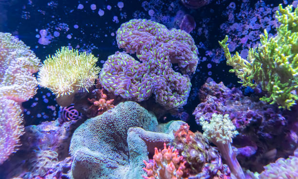 istock Coral Reef in Sunlightmarine aquarium. 1380403700