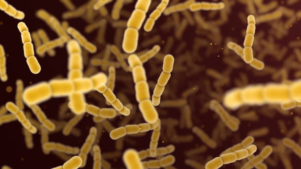 бактерии стрептококка пневмонии - bacterium e coli science illness стоковые фото и изображения