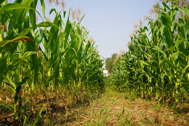 istock Corn field close up. Selective focus.Green Maize Corn Field Plantation in Summer Agricultural Season. 1380403893