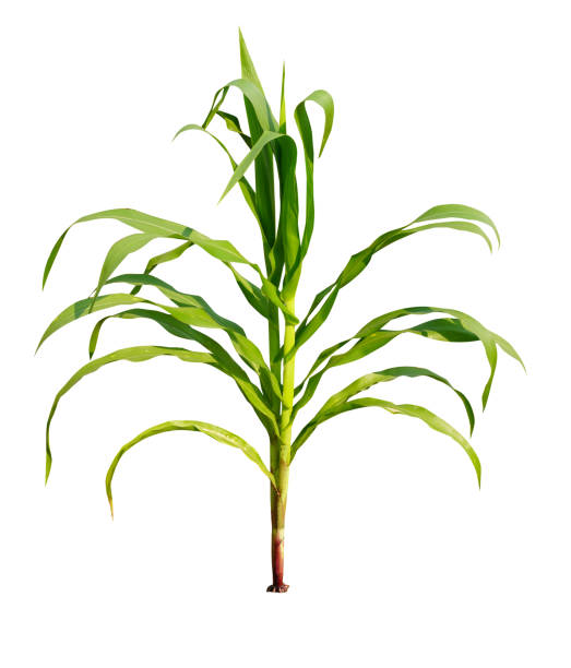 istock Corn plant growing isolated on white background for garden design. 1380404638