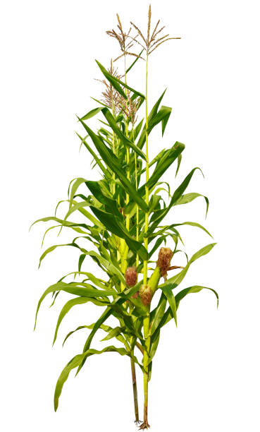 istock Corn plant growing isolated on white background for garden design. 1380404669