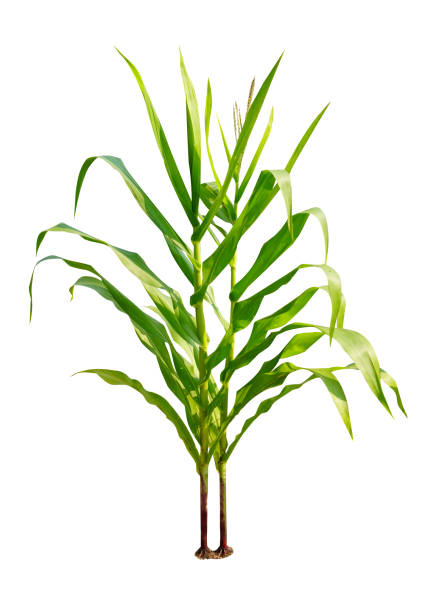 istock Corn plant growing isolated on white background for garden design. 1380404681