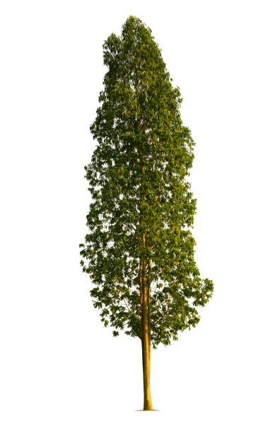 istock Beautiful green and tall eucalyptus isolated on white background 1380404723
