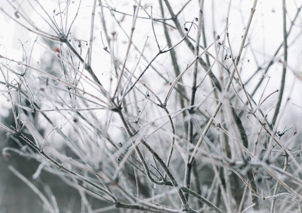 winter branches in the snow close-up.