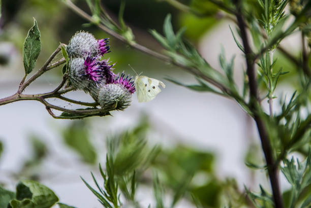 White butterfly sitting on a burdock flower close up