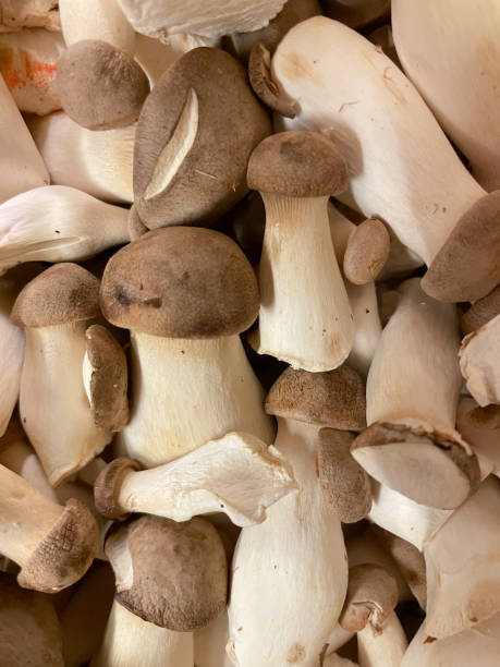 istock King trumpet mushroom 1380407766