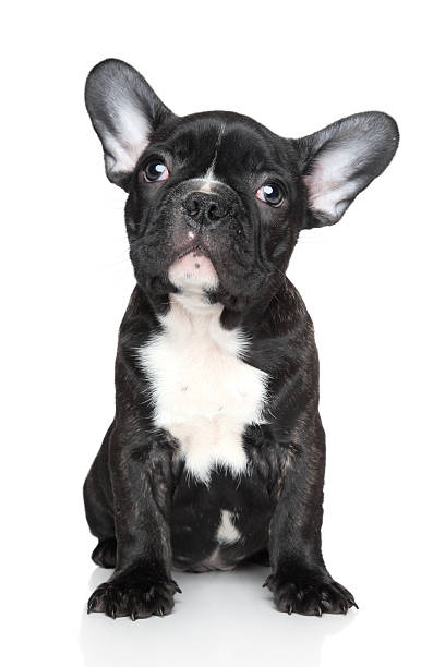 istock French bulldog puppy sits on a white background 138041188