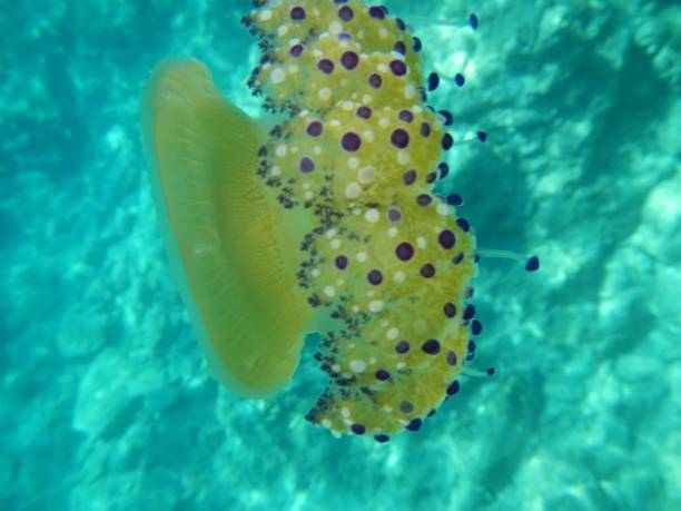 istock Jellyfish in turquoise waters 1380413220