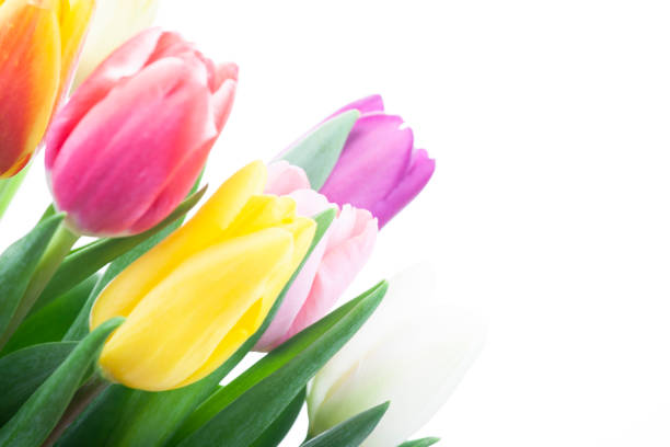 Red tulips. Spring storytelling. Tulip bouquet. Greeting card. For Mothers Day, international women’s day, birthday.
