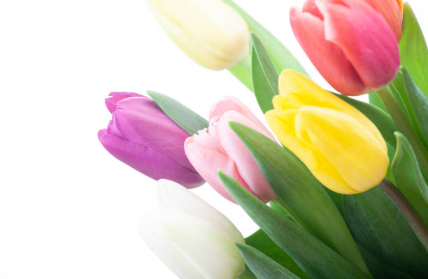image of tulip flower white background