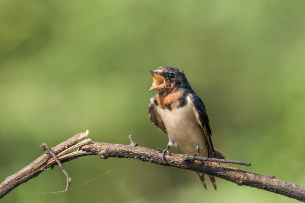 istock A moulting Barn Swallow with the bill open in a hot day 1380421789