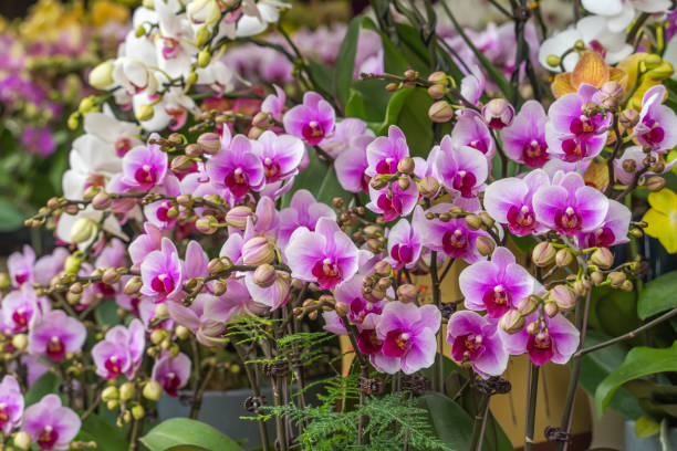 istock Flowers beautiful purple orchid phalaenopsis. 1380424634