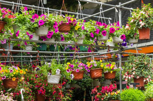 colourful petunia flowers hanging in garden - hanging basket imagens e fotografias de stock