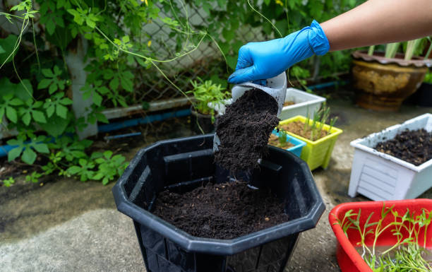 istock Hands showing abundance soil for agriculture or planting peach concept. Testing soil sample on hands wears blue rubber medical glove with soil ground background. Concept of soil quality and farming 1380427955