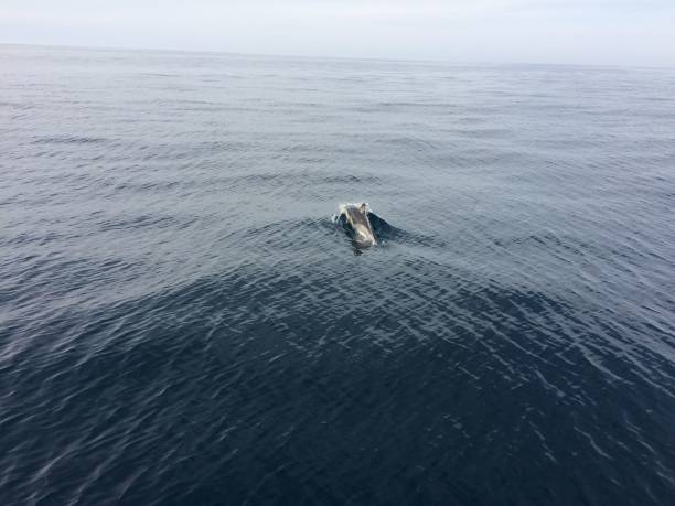 istock Dolphin, wide open sea, sailboat crossing 1380430308