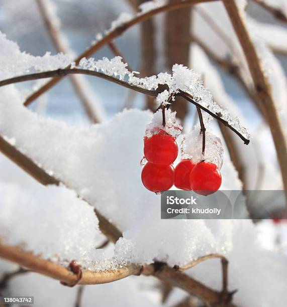 Cinza Bagas Na Neve - Fotografias de stock e mais imagens de Ao Ar Livre - Ao Ar Livre, Congelado, Estação do ano