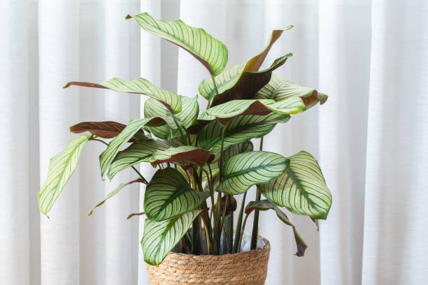 istock Calathea Majestica ‘White Star’ (goeppertia majestica) plant 1380444910