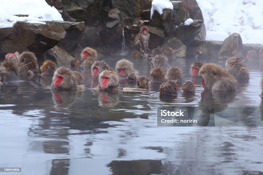 Monkeys sitting in a hot spring Snow monkey in hot spring, Jigokudani, Nagano, Japan Jigokudani - Nagano Stock Photo