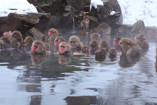 macaco de neve - jigokudani imagens e fotografias de stock