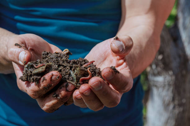 mani che tengono i vermi con il terreno. un contadino che mostra un gruppo di lombrichi nelle sue mani. produzione di vermicompost da rifiuti alimentari domestici - humus soil foto e immagini stock