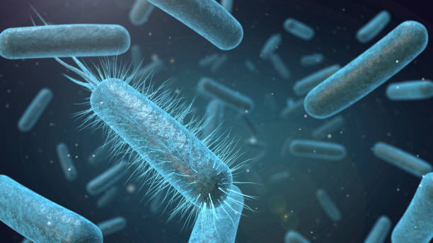 細菌細胞の医療イラスト - enterobacteria ストックフォトと画像