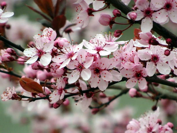 fleurs d’arbres roses (crabapple - malus royalty) - orchard flower apple tree tree photos et images de collection