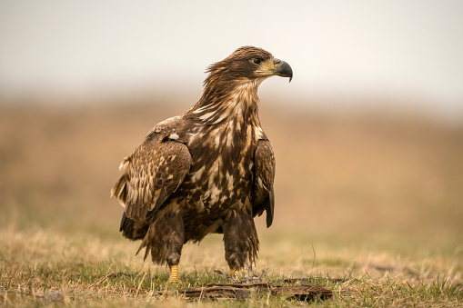 Eurasian white-tailed eagle (Haliaeetus albicilla) stands in the steppe of Hortobagy Puszta and looks out, Hungary, Europe, Eastern Europe