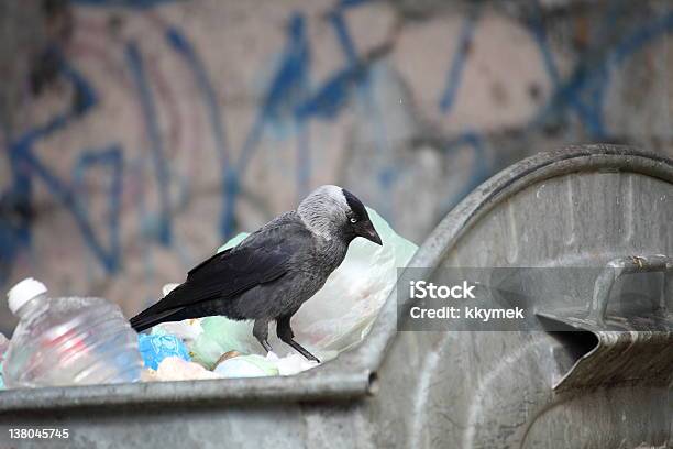 Foto de Pássaro No Depósito De Lixo e mais fotos de stock de Anti-higiênico - Anti-higiênico, Cor Preta, Depósito de lixo