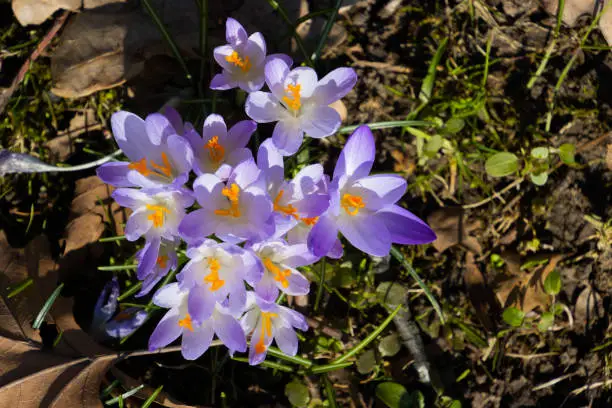 Purple saffron crocus growing between dry brown leaves, also called crocus vernus or Krokus