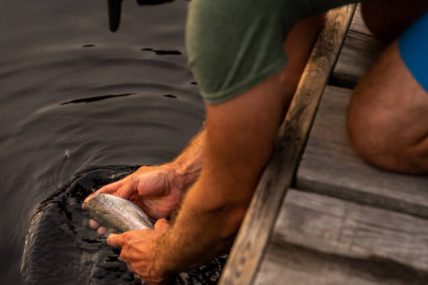 A man cleaning his fish in a lake. A man cleaning his trout in a lake during a sunset of summer in Quebec. trout lake stock pictures, royalty-free photos & images