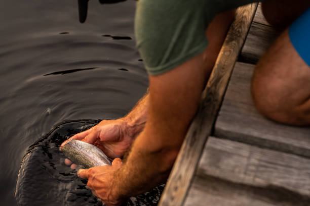 a man cleaning his fish in a lake. - trout fishing imagens e fotografias de stock