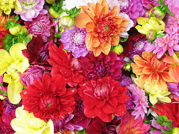 istock Colourful dahlia with waterdrops 138047547
