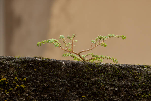 istock Plant growing on top of a wall. 1380477226