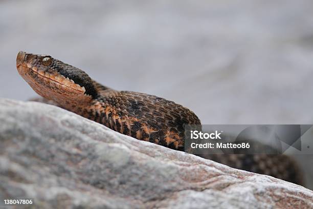 Wild Asp Viper Am Rock Stockfoto und mehr Bilder von Uräusschlange - Uräusschlange, Viper, Fels