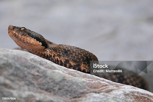 Wild Asp Viper En Rock Foto de stock y más banco de imágenes de Cobra naja haje annulifera - Cobra naja haje annulifera, Serpiente víbora, Animales salvajes