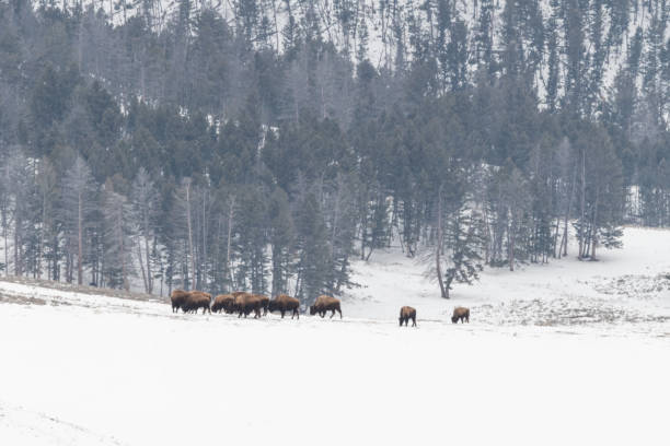 istock Buffalo or bison herd in late winter 1380479990