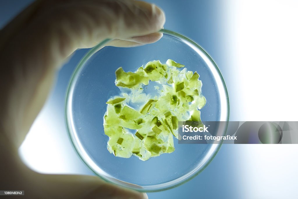 close-up de um prato com fundo verde Petri - Foto de stock de Analisar royalty-free