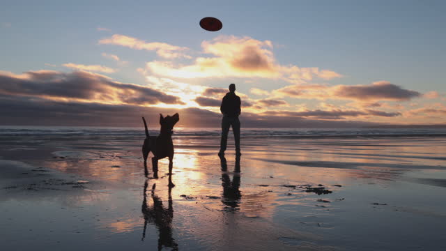 Silhouetted person and dog playing on a beach at sunset